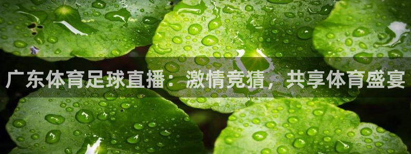 广东体育足球直播：激情竞猜，共享体育盛宴